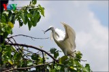 Bang Lang stork sanctuary- special tourist destination