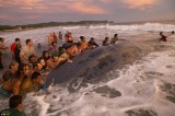 Người dân chung sức giải cứu chú cá voi khổng lồ bị mắc kẹt