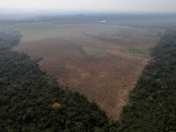 Diện tích rừng Amazon bị phá hoại đã tăng lên mức báo động