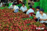 Đưa sản phẩm nông nghiệp Việt Nam vào hệ thống bán lẻ quốc tế