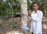 Đồng bào Khmer xã An Bình, huyện Phú Giáo:  Vươn lên thoát nghèo