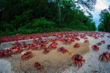 120 triệu con cua nhuộm đỏ rực hòn đảo Giáng Sinh