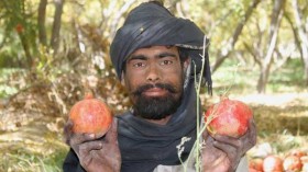 Afghanistan: Can pomegranates power the economy?