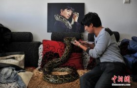 Anh chàng chung sống với 25 con trăn dưới một mái nhà