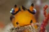 Ốc sên biển ngộ nghĩnh có ngoại hình giống Pikachu