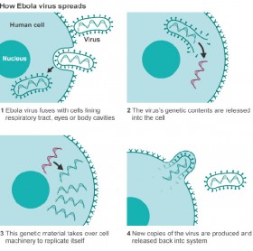 Ebola crisis likely to last a year, says expert