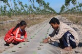 Watermelon crop prepared for Tet