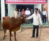 Dự án bò sinh sản cho hộ người khuyết tật xã Tân Hiệp, Phú Giáo:  Thí điểm một chương trình đậm tính nhân văn