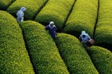 Vietnamese tea industry sees recovery brewing