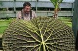 Nông dân Australia trồng được chiếc lá có đường kính gần 2m