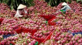 Vietnam produce finds surprising growth in foreign markets