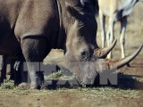 Hơn 6% số tê giác ở Nam Phi đã bị giết hại trong năm 2014