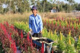 Flowers for Tet Holiday ready for sales