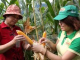 Cuối năm 2015, Việt Nam thương mại hóa cây trồng biến đổi gen