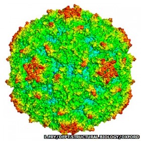 Synthetic vaccine sought to finally eradicate polio