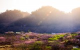 Peach blossoms show off beauty across Vietnam