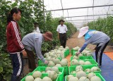 Unifarm increases fruit-growing area for export