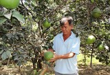 More abundant crop of grapefruit on Bach Dang islet