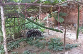 Trái mướp “siêu dài” ở TP.Cần Thơ