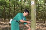 Phuoc Hoa Rubber Company’s efforts to overcome difficulties