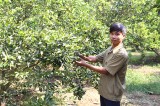 Phú Giáo: Những nhà nông trẻ làm kinh tế giỏi