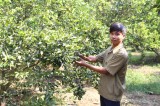 Young farmers in Phu Giao do good business