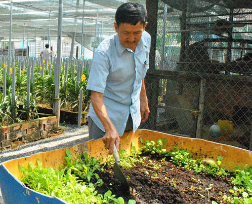 Cách trồng rau sạch tại vườn nhà kinh nghiệm trồng rau sạch