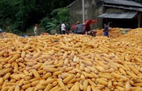 Vietnam allows commercialization of three GM maize varieties
