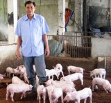 Success in pig breeding based on biological pads