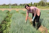 Re-structure of agriculture combines with new rural building