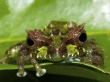Phát hiện loài ếch lạ có khả năng biến đổi da tại Ecuador