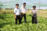 Tăng cường hỗ trợ nông dân phát triển kinh tế