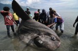 Phát hiện con cá Mặt Trăng khổng lồ tại Indonesia
