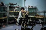 Người đàn ông Pháp thuê trọ Sài Gòn để nuôi hàng trăm chú chó, mèo bị bỏ rơi