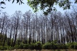 Hàng trăm hécta rừng thông chết khô do nắng nóng và sâu bệnh