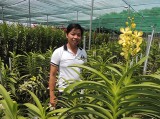 Nguyễn Hiền Nhơn: Nhà nông trẻ dám nghĩ dám làm