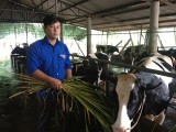 Nhà nông trẻ Trần Hoài Anh: Thành công với mô hình chăn nuôi bò sữa