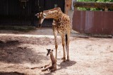 Vườn thú Đại Nam chào đón “công dân” mới