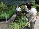 “Vườn rau dinh dưỡng” tại nhà: Mô hình cần nhân rộng