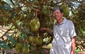 'Cường sầu riêng' kiếm cả tỉ đồng mỗi năm