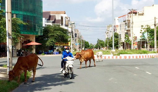  Đàn bò vô tư gặm cỏ trong Khu dân cư Phú Hòa 1