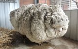 Chú cừu mang bộ lông dày nhất thế giới