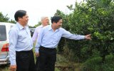 Mô hình trồng cây ăn quả có múi ở huyện Bắc Tân Uyên phát triển tốt