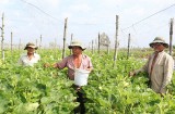 Trồng rau an toàn giúp nhiều hộ nông dân thoát nghèo