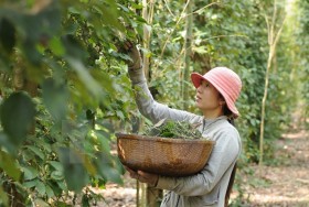 Nông dân trồng tiêu thắng lớn nhờ năng suất cao, giá ổn định