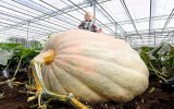 Ngỡ ngàng quả bí ngô cao 1,7m lớn nhất nước Anh