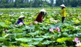 Floating in paradise of lotus