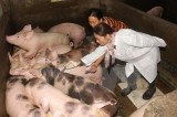 Việt Nam thúc đẩy nghiên cứu sản xuất vắcxin lở mồm long móng