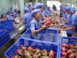 Ukraine sẵn sàng thúc đẩy hợp tác nông nghiệp với Việt Nam