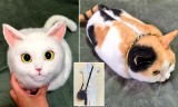 Nhật Bản rộ mốt túi xách y hệt mèo thật